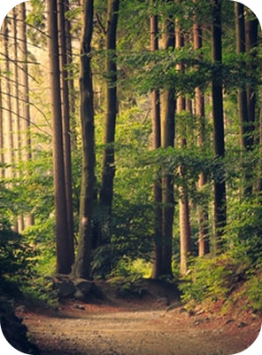 forest
